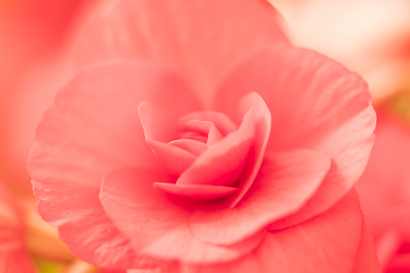 Beautiful pink fresh flower